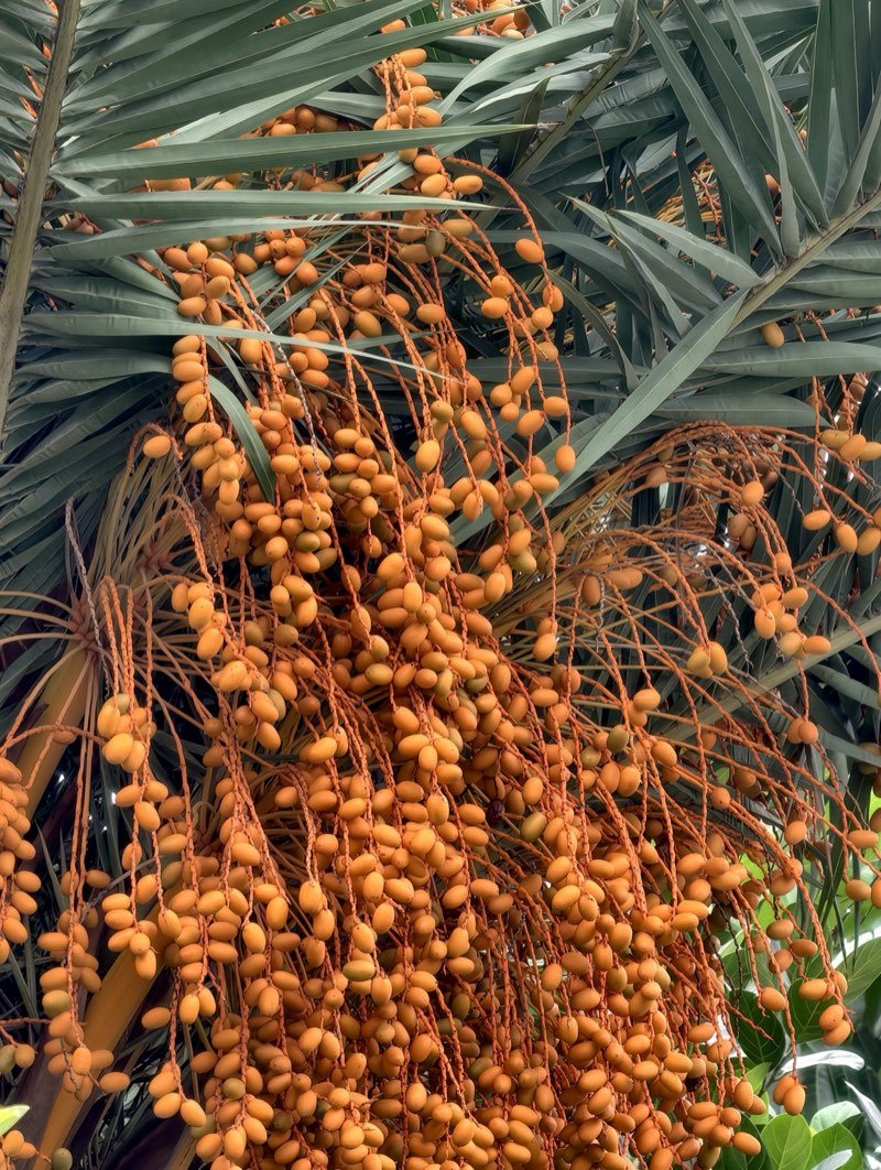 Clusters of ripe dates on a date palm